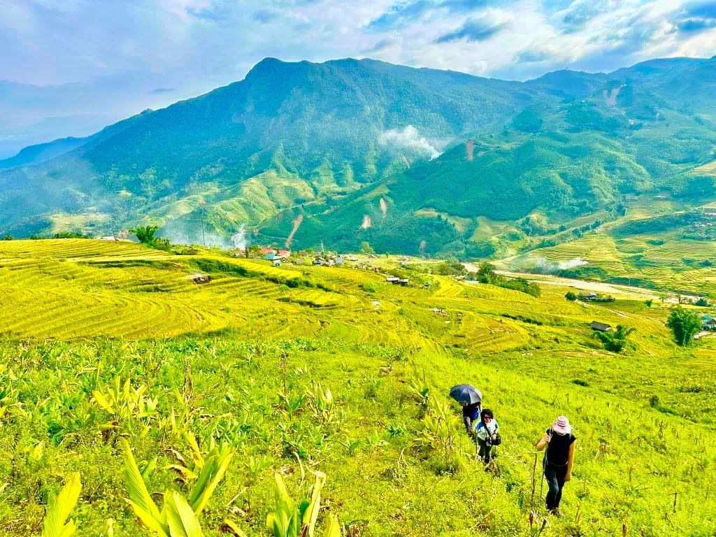 Hiking group walking through golden rice fields in Sa Pa with mountain backdrop