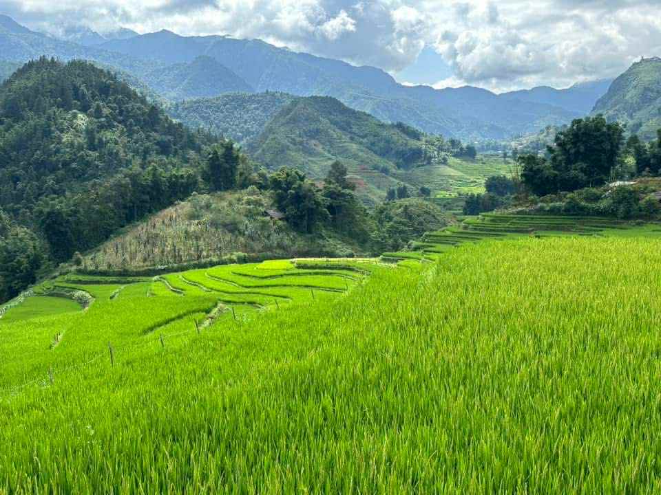 Rice fields and traditional houses in Sin Chai Village, Sapa – authentic trekking destination.