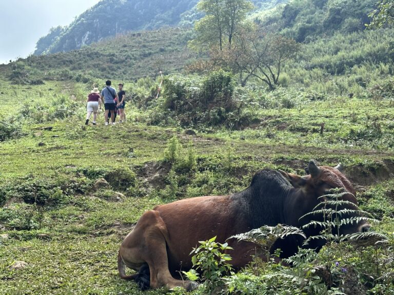 Buffalo grazing in Sapa rice fields during trekking tour